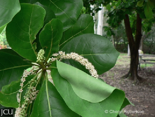 榄仁树属arenicola